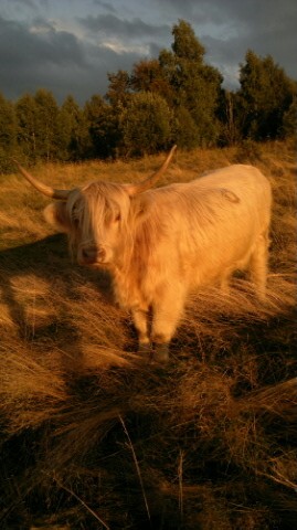 Jałówki i byki rasy Highland Cattle - Bydło Szkockie — zdjęcie 1