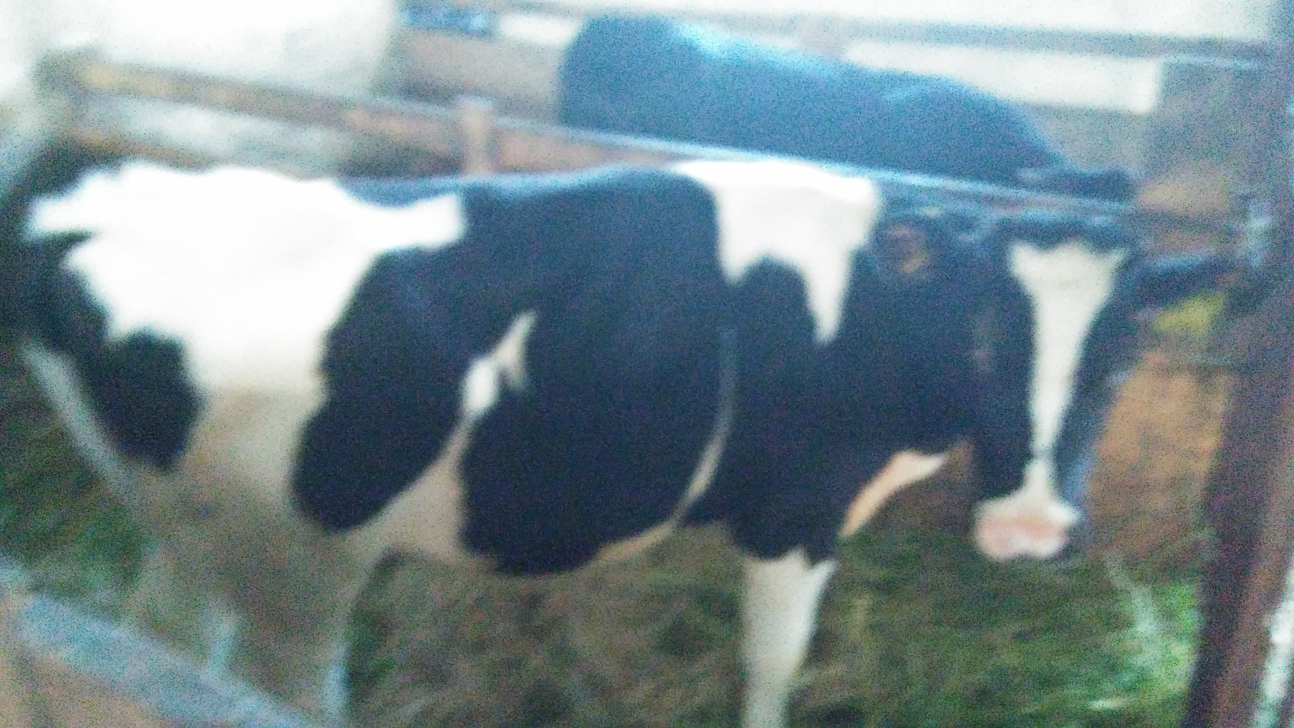 Jałówka hf  — zdjęcie 2