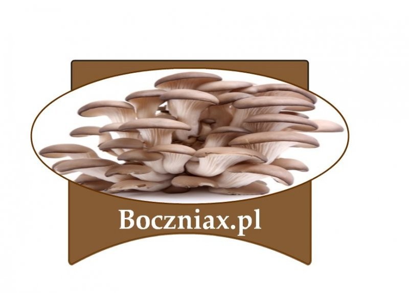 Boczniak-Sprzedam