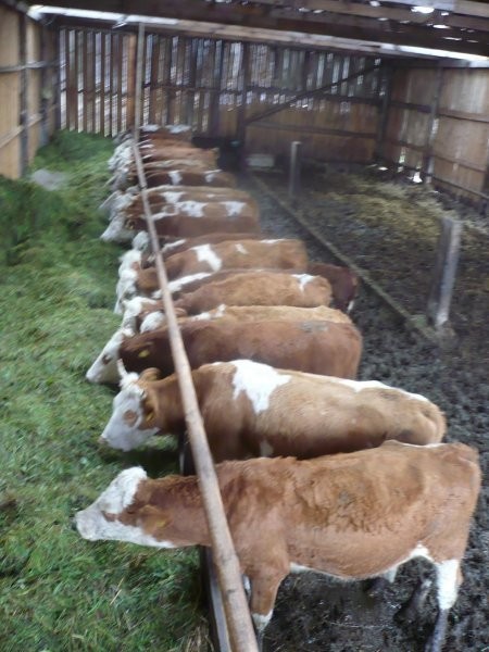 jałówki hereford plusimental