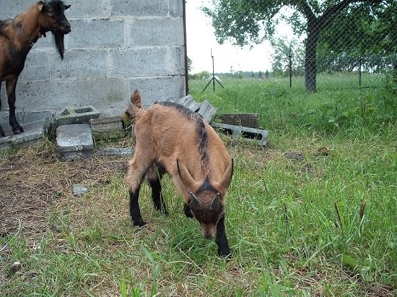 4 miesięczny koziołek rasy Francuska Alpejska — zdjęcie 1