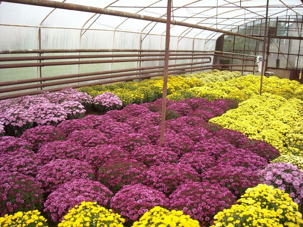 Sprzedam chryzantemy drobnokwiatowe - producent — zdjęcie 2