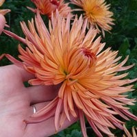 Chryzantema cięta (Chrysanthemum), wielkokwatowa — zdjęcie 1