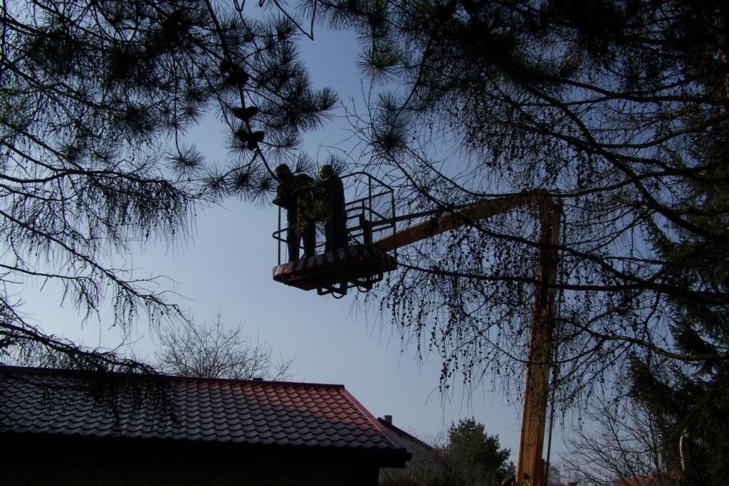 Prześwietlanie drzew, cięcie pielęgnacyjne Łódź — zdjęcie 1