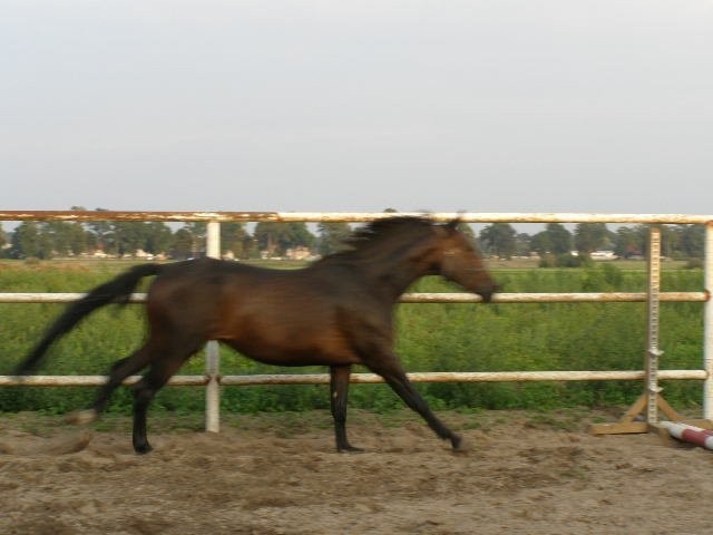klacz 6 letni  Wlkp — zdjęcie 3