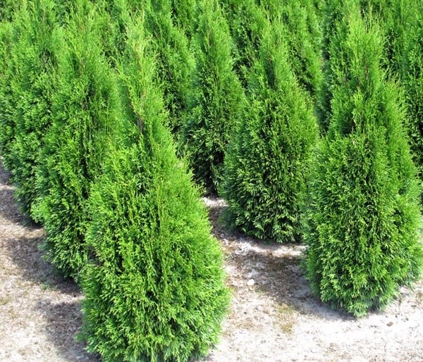 THUJA SZMARAGD