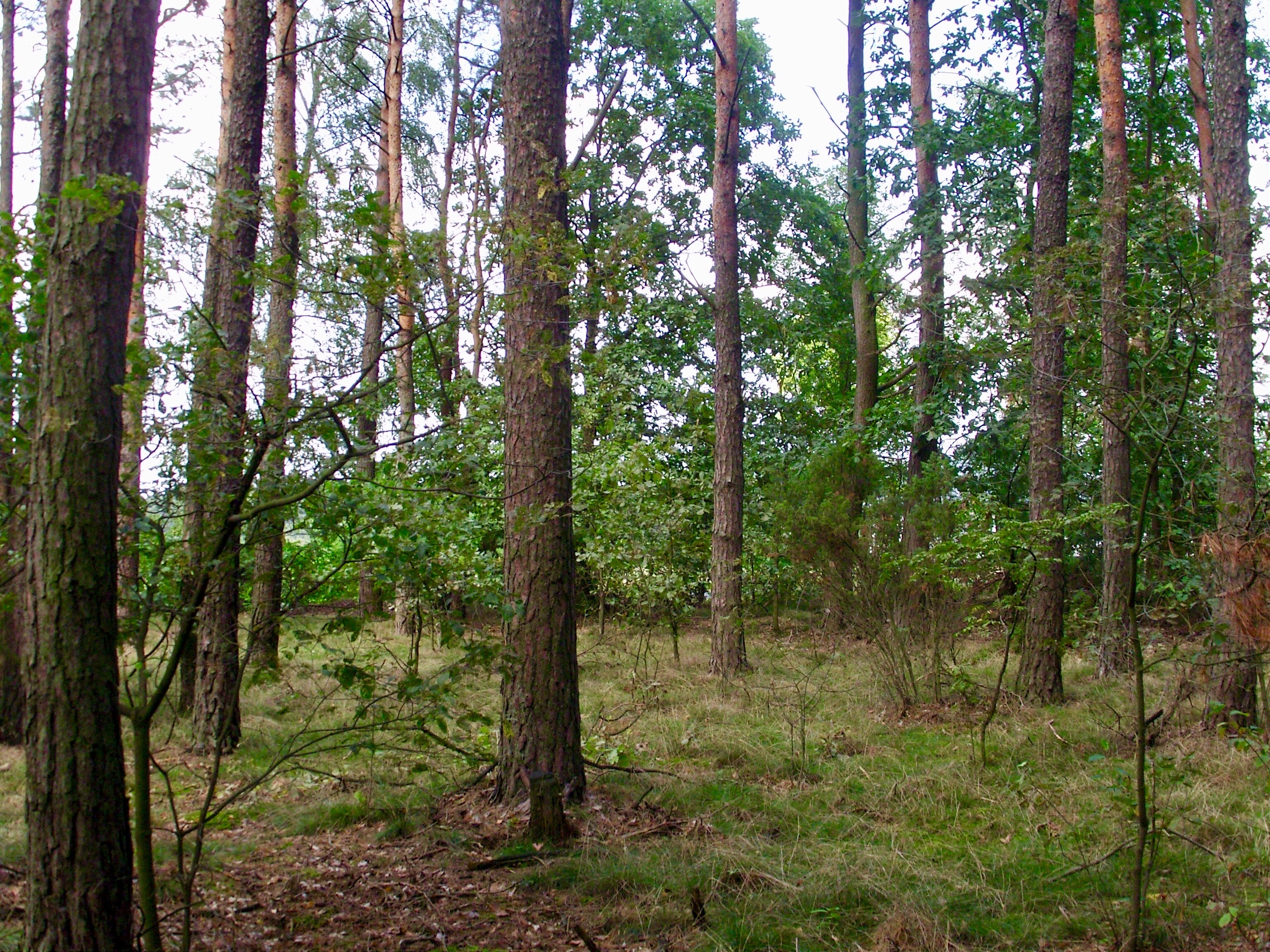 Sprzedam las blisko S17, Ryki, Garwolin — zdjęcie 6