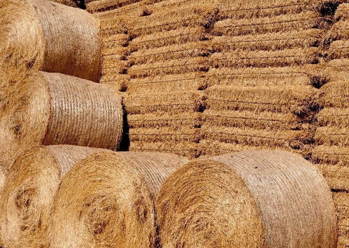 HAY — zdjęcie 6