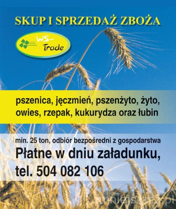 skup pszenicy- kupię pszenicę