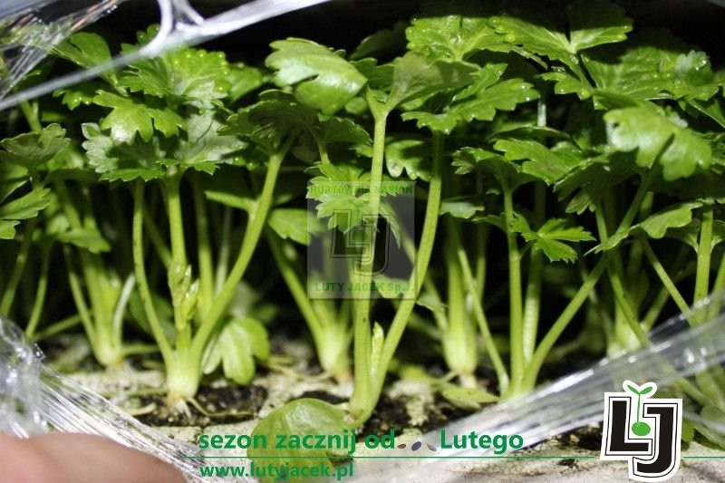Rozsada/sadzonki selera korzeniowego i pora — zdjęcie 1