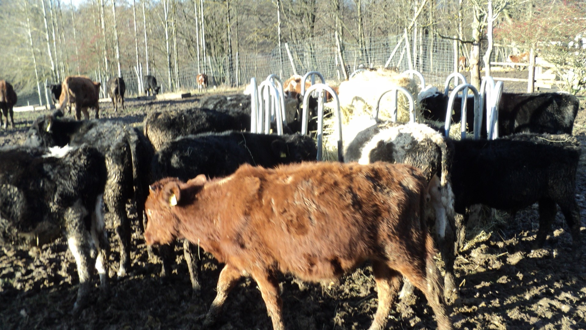 byczki odsadki angus siemental mm — zdjęcie 6