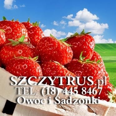 Sadzonki truskawek śląskie Bielsko Częstochowa — zdjęcie 2
