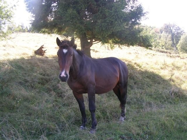 Sprzedam konie śląskie — zdjęcie 2