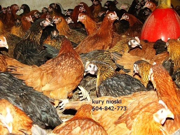 Sprzedam kury nioski — zdjęcie 2
