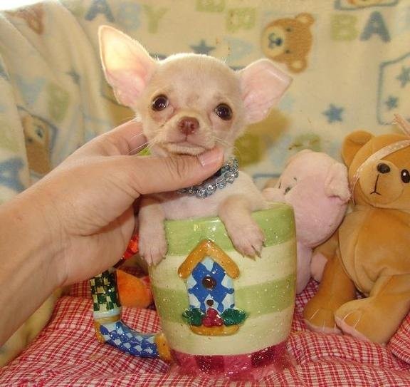 Śliczne szczeniaki chihuahua