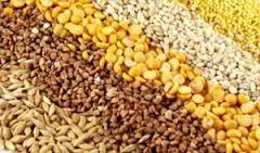 Skup zbóż!! Nowe zbiory