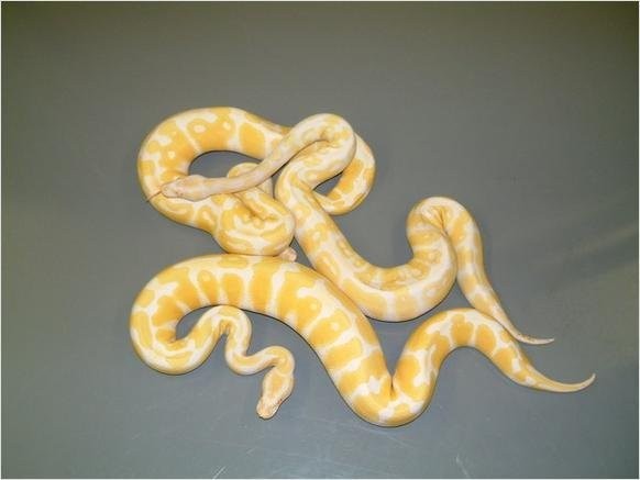 neuen Babys von Albino und scheckig Pythons zum Ve