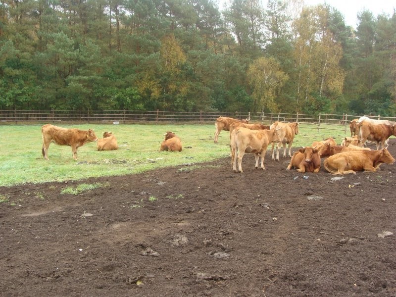 Krowy limuse sprzedam — zdjęcie 1