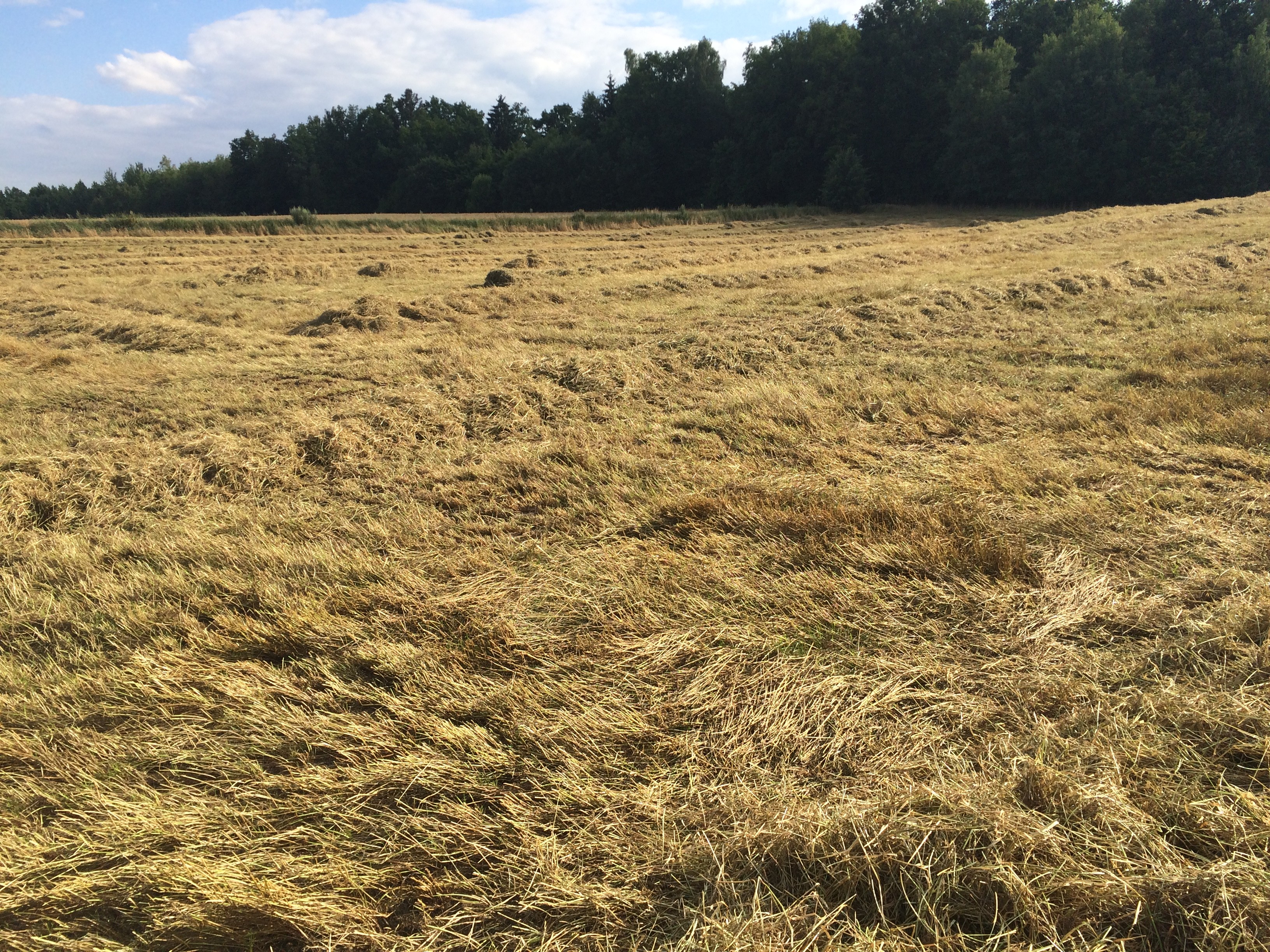 Siano - po desykacji traw nasiennych — zdjęcie 2