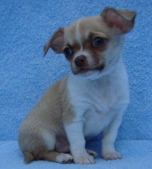 cute Chihuahua szczenięta do przyjęcia — zdjęcie 2