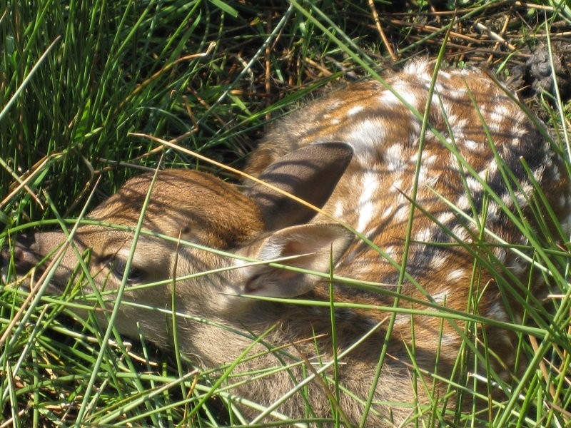 :::HODOWLA JELENI SIKA (Cervus nippon)::: — zdjęcie 2