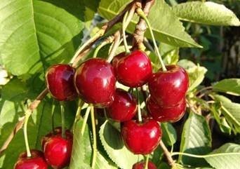 Kirschen verkaufen / Cherries for sale — zdjęcie 1