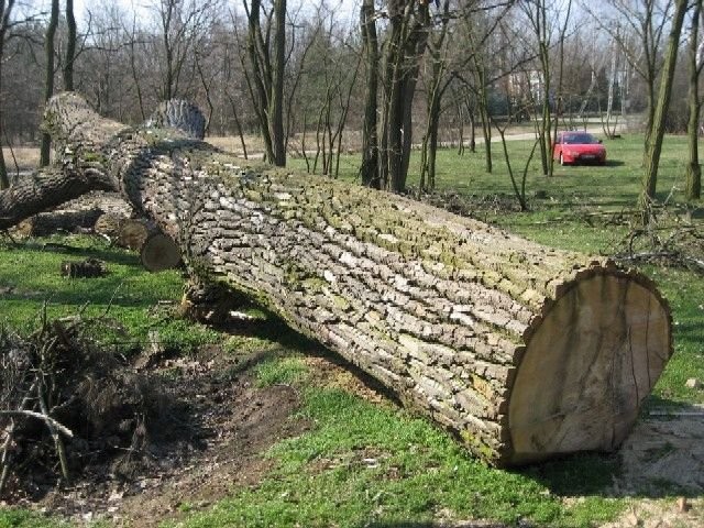 Kłody topolowe wysokiej klasy... — zdjęcie 1