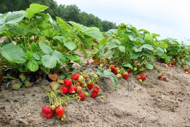 Sadzonki truskawek Honeoye zielone i frigo — zdjęcie 1