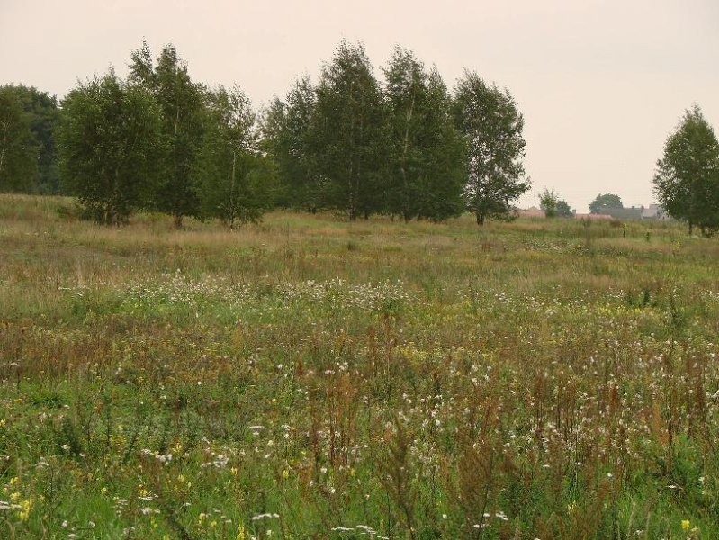 BEZPOŚREDNIO PONIATOWO ROLNA 20200m2 — zdjęcie 4