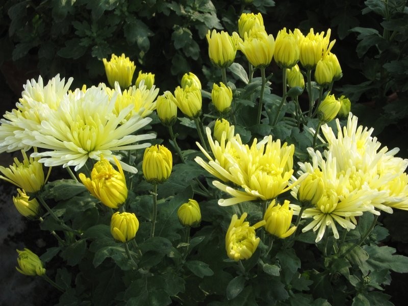 Chryzantemy sterowane