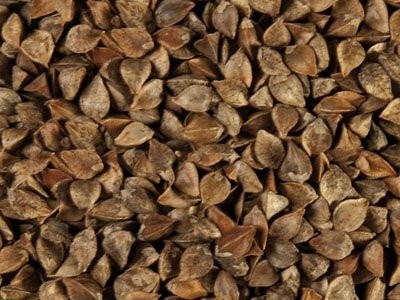 GRYKA - ZAPYLANIE - WIĘKSZE I PEWNIEJSZE ZBIORY