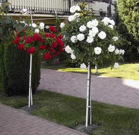 Róże sztamowe
