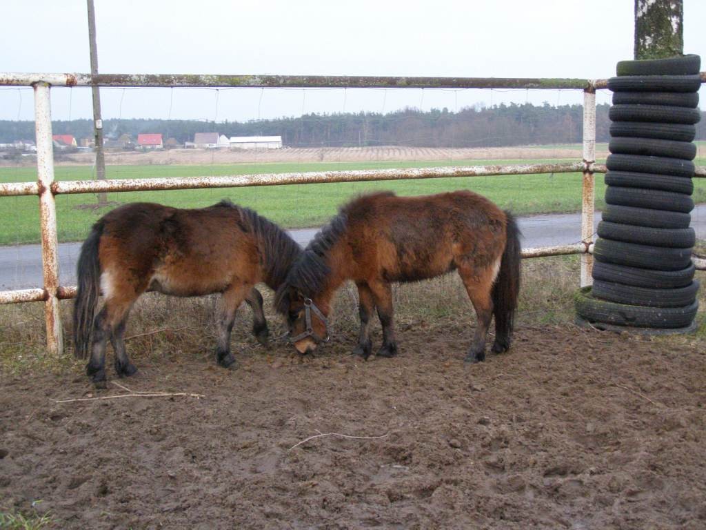 kuce kuc kucyki szetlandy  klaczki i ogierek od 950 zl — zdjęcie 1