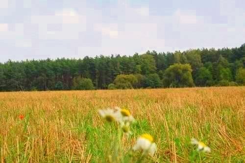 SPRZEDAM SŁOME  !!