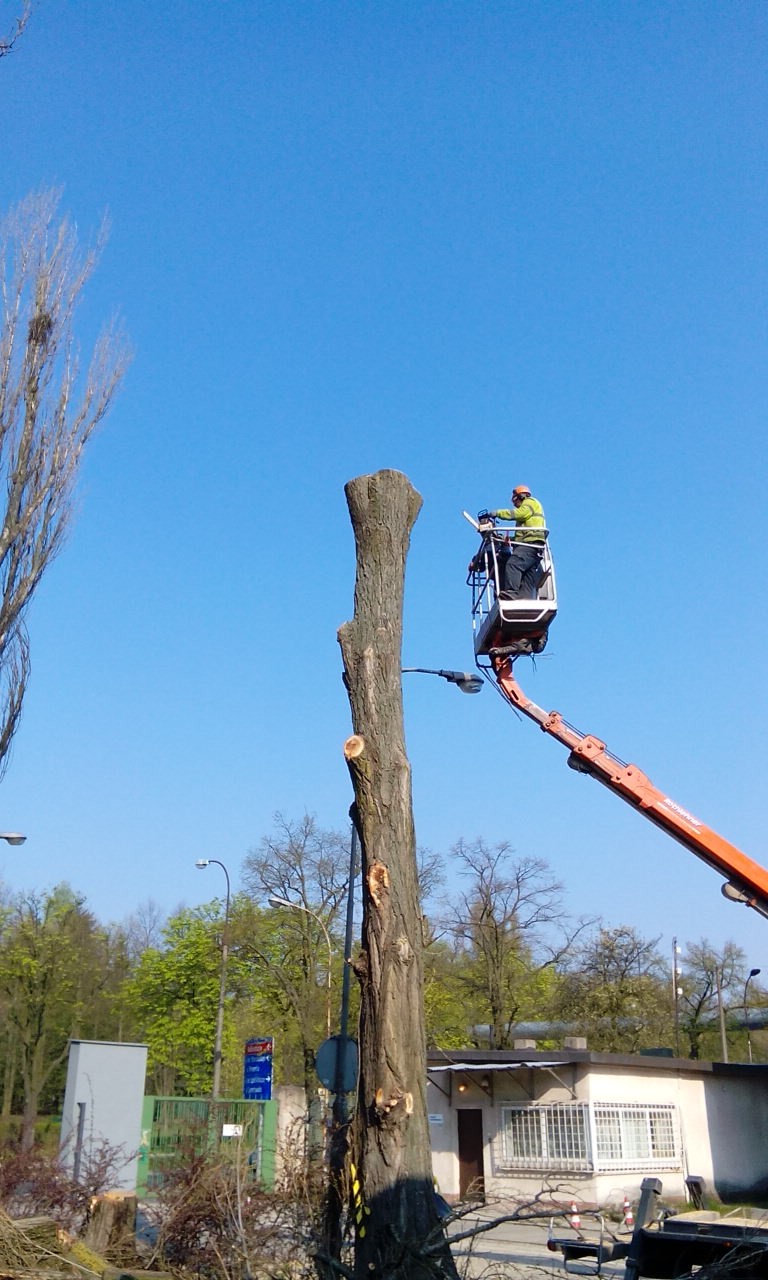 Karczowanie pni, karpy, wyrywanie, Wycinanie Drzew F-Vat — zdjęcie 8
