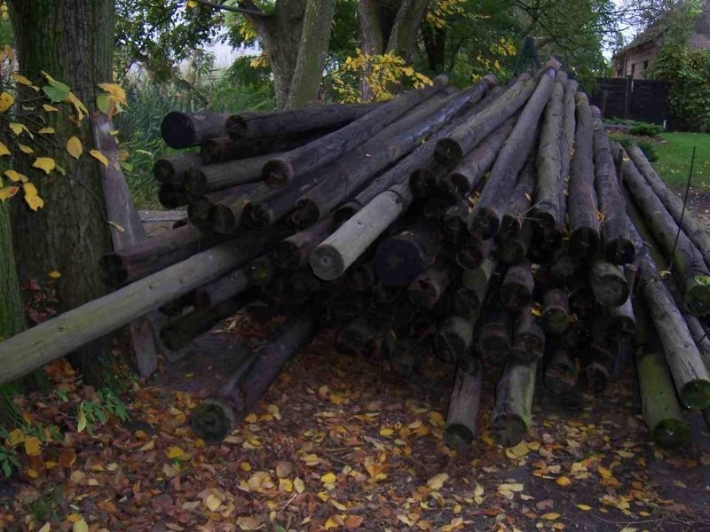 Słupy, Słup, Plantacja chmielu, — zdjęcie 1