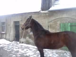 Sprzedam Wałacha!! — zdjęcie 3