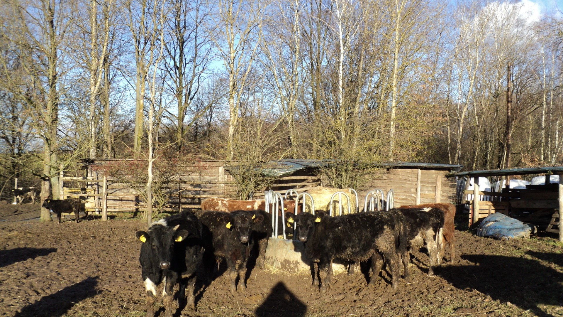 byczki odsadki angus siemental mm — zdjęcie 1
