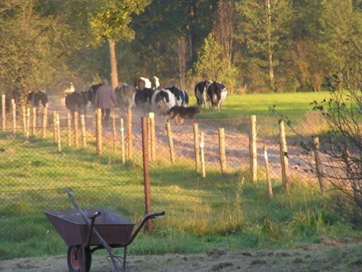 LANDWIRTSCHAFT 15ha, 150 000 EUR am Masuren, Olszt — zdjęcie 3