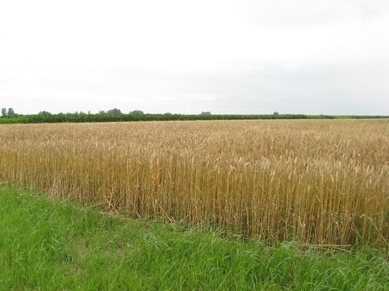 Gospodarstwo rolne, 1.9ha, powiat poznański — zdjęcie 2