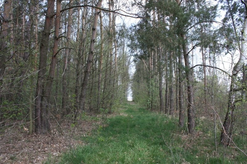 Sprzedam gospodarstwo rolne w miejscowości Jedlnia — zdjęcie 3