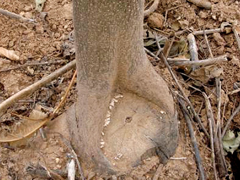 OXYTREE -  najlepsza odmiana drzew szybko rosnących — zdjęcie 4