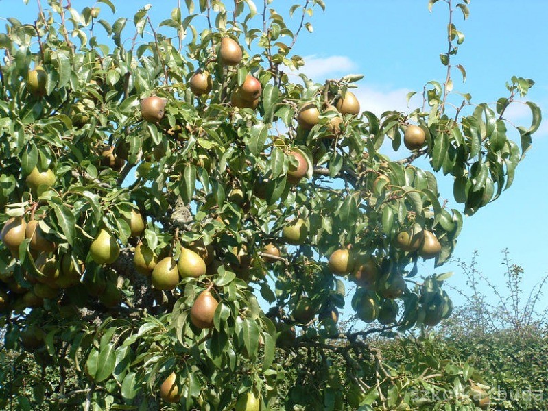 Grusze Morele Pigwa Krzewy Owocowe od PRODUCENTA HURT DETAL — zdjęcie 1