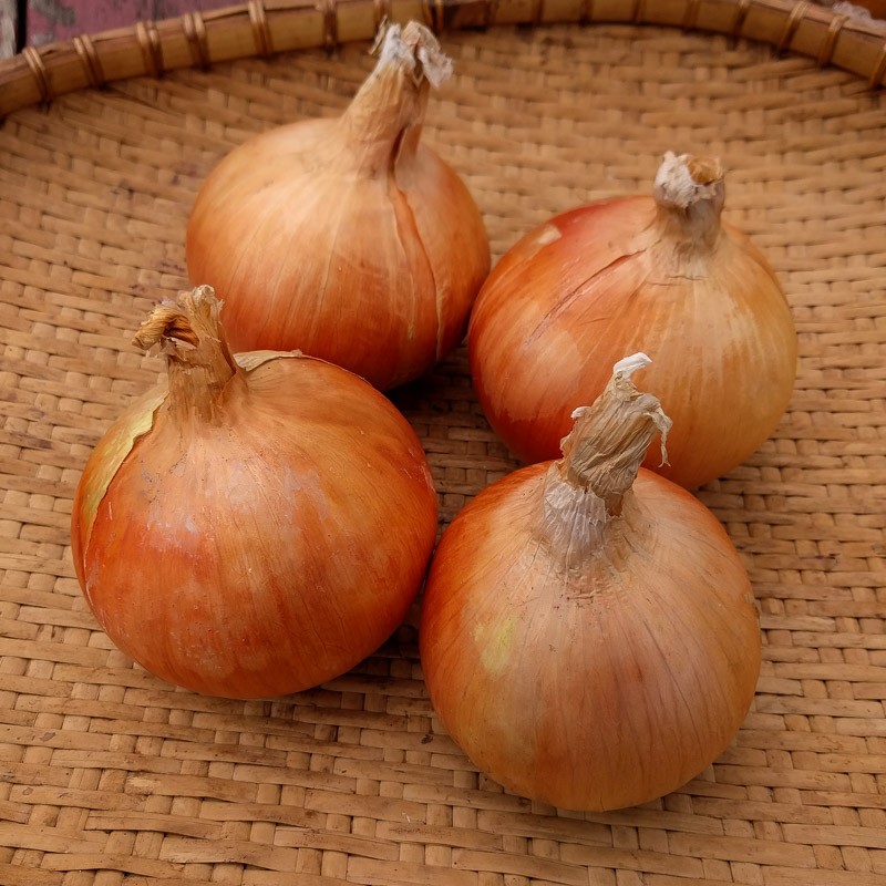 CEBULA CEBULA