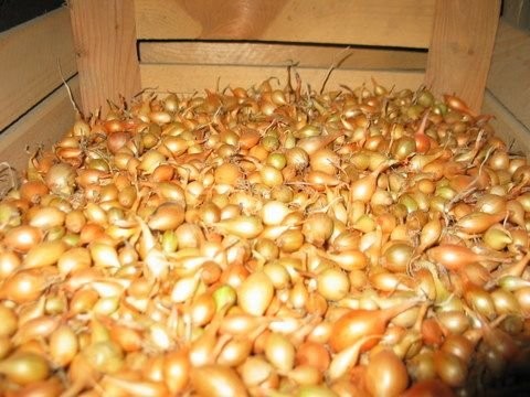 CEBULA DYMKA