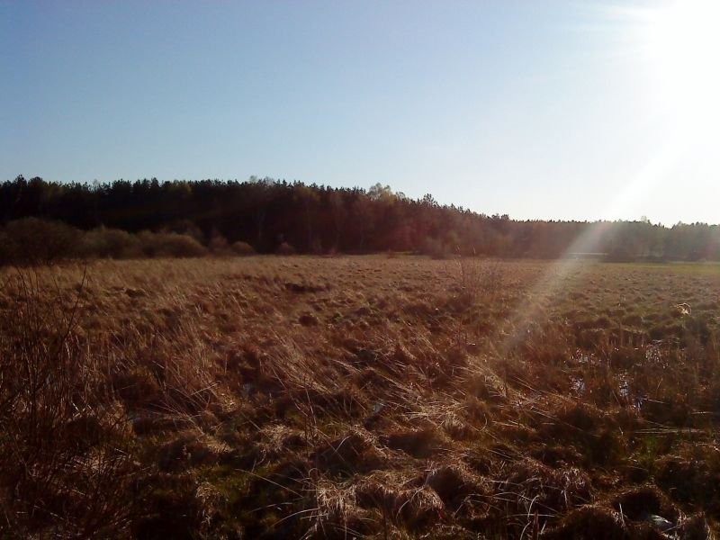 Sprzedam łąkę (0, 85 ha) — zdjęcie 2