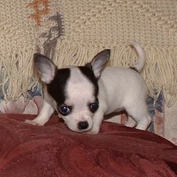 zdrowych chihuahua  puppy.