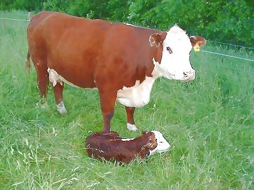 HEREFORD byczki i jałówki kupię