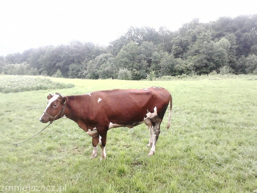Sprzedam Bydło — zdjęcie 1
