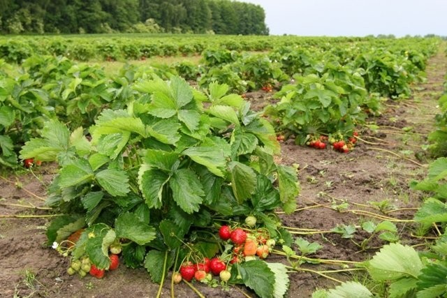 Sadzonki truskawek  Honeoye zielone i frigo z cert — zdjęcie 4